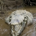 crocodile_american_tar_v_1594_cos2597.jpg